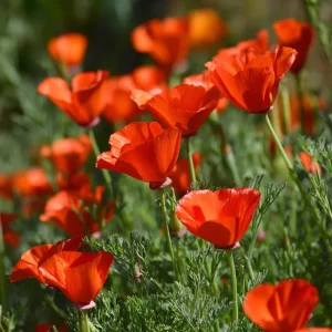 Red California Poppy Seeds - 500 Count, Vibrant Wildflower, Easy-to-Grow Outdoor - Image 1