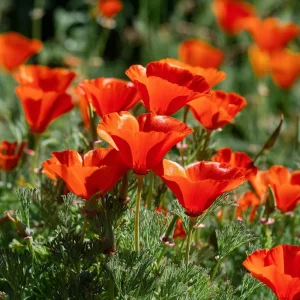 Red California Poppy Seeds - 500 Count, Vibrant Wildflower, Easy-to-Grow Outdoor - Image 2