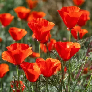 Red California Poppy Seeds - 500 Count, Vibrant Wildflower, Easy-to-Grow Outdoor - Image 3