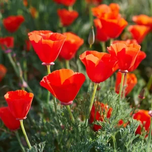 Red California Poppy Seeds - 500 Count, Vibrant Wildflower, Easy-to-Grow Outdoor - Image 4