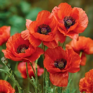 Red Corn Poppy Seeds - Papaver rhoeas - 500 Count - Bright Scarlet Blooms - Image 1