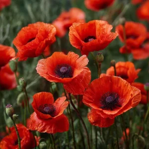 Red Corn Poppy Seeds - Papaver rhoeas - 500 Count - Bright Scarlet Blooms - Image 2