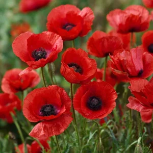 Red Corn Poppy Seeds - Papaver rhoeas - 500 Count - Bright Scarlet Blooms - Image 3