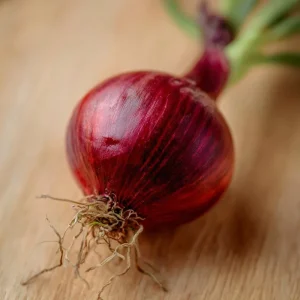 Red Creole Onion Seeds - 200 Count Heirloom Short Day Allium cepa for Gardens - Image 4
