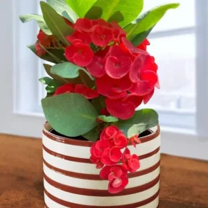 Red Crown of Thorns Live Plant - Euphorbia Milii Succulent, 3-6 Inch Tall, Indoor/Outdoor - Image 4