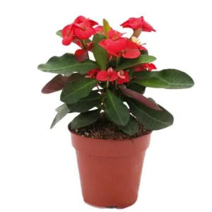 Red Crown of Thorns Live Plant - Euphorbia Milii Succulent, 3-6 Inch Tall, Indoor/Outdoor - Image 8