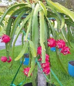 Red Dragon Fruit Live Plant – Pitaya Fruiting Plant – 4 inch Pot - Image 2