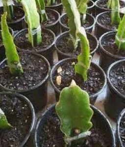 Red Dragon Fruit Live Plant – Pitaya Fruiting Plant – 4 inch Pot - Image 3