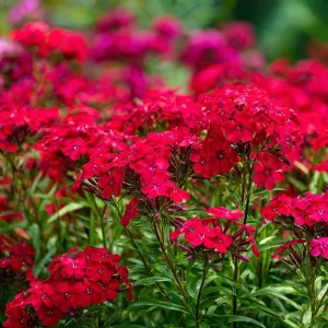 Red Drummond Phlox Seeds - 200 Count, Bright Annual Blooms, Full Sun - Image 2