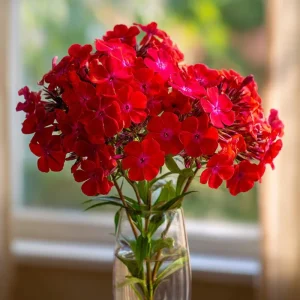 Red Drummond Phlox Seeds - 200 Count, Bright Annual Blooms, Full Sun - Image 4