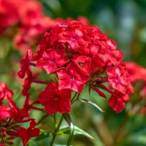 Red Drummond Phlox Seeds - 200 Count, Bright Annual Blooms, Full Sun - Image 1