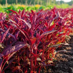 Red Garnet Amaranth Seeds - Heirloom Microgreen & Garden Green - 250 Seeds - Image 2