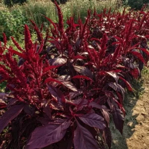 Red Garnet Amaranth Seeds - Heirloom Microgreen & Garden Green - 250 Seeds - Image 3