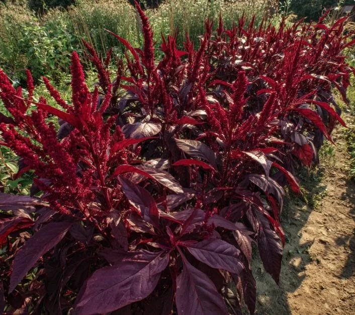 Red Garnet Amaranth Seeds - Heirloom Microgreen & Garden Green - 250 Seeds - Image 3