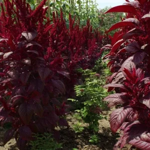 Red Garnet Amaranth Seeds - Heirloom Microgreen & Garden Green - 250 Seeds - Image 4