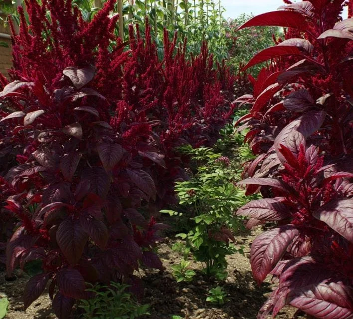 Red Garnet Amaranth Seeds - Heirloom Microgreen & Garden Green - 250 Seeds - Image 4