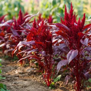 Red Garnet Amaranth Seeds - Heirloom Microgreen & Garden Green - 250 Seeds - Image 1