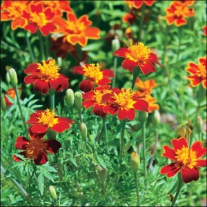 Red Gem Marigold Seeds – 50 Count Edible Flowers – Long Blooming Annuals - Image 2