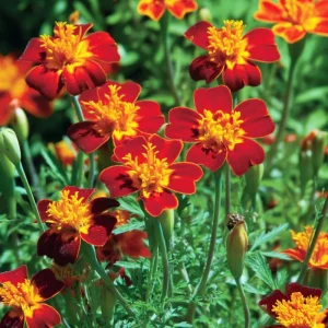 Red Gem Marigold Seeds – 50 Count Edible Flowers – Long Blooming Annuals - Image 3