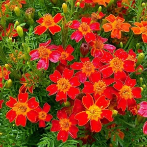 Red Gem Marigold Seeds – 50 Count Edible Flowers – Long Blooming Annuals - Image 4