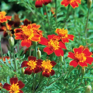 Red Gem Marigold Seeds – 50 Count Edible Flowers – Long Blooming Annuals - Image 5