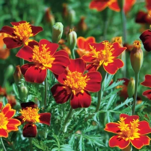 Red Gem Marigold Seeds – 50 Count Edible Flowers – Long Blooming Annuals - Image 1