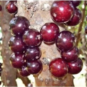 Red Hybrid Jaboticaba Live Plant – 1 Gallon Pot – 16-22 inches tall – Outdoor Fruit Tree - Image 1