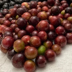 Red Hybrid Jaboticaba Live Plant – 8-10 inches tall – 1 Gallon Pot - Image 2