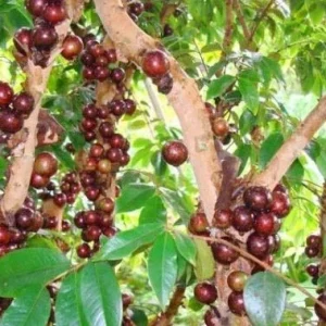 Red Hybrid Jaboticaba Live Plant – 8-10 inches tall – 1 Gallon Pot - Image 3