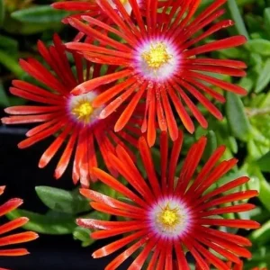 Red Ice Plant Live Plant - Delosperma cooperi - 4 Inch Pot, Red Flowering Ground Cover - Image 2