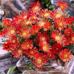 Red Ice Plant Live Plant - Delosperma cooperi - 4 Inch Pot, Red Flowering Ground Cover - Image 1