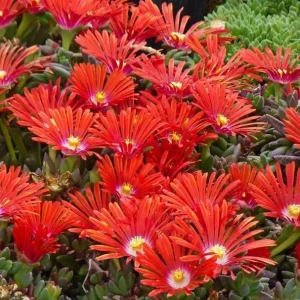 Red Ice Plant Live Plant - Delosperma cooperi - 4 Inch Pot, Red Flowering Ground Cover - Image 3