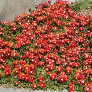 Red Ice Plant Live Plant - Delosperma cooperi - 4 Inch Pot, Red Flowering Ground Cover - Image 4