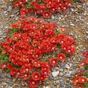 Red Ice Plant Live Plant - Delosperma cooperi - 4 Inch Pot, Red Flowering Ground Cover - Image 5