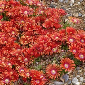 Red Ice Plant Live Plant - Delosperma cooperi - 4 Inch Pot, Red Flowering Ground Cover - Image 6