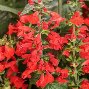 Red Salvia Live Plant, 2 Plants Per 4 Inch Pot, Fragrant Perennial Sage, Outdoor - Image 2