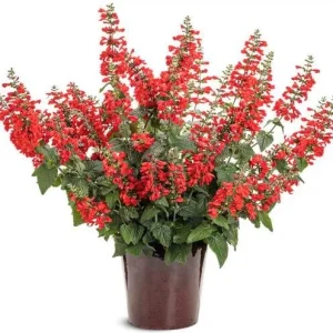 Red Salvia Live Plant, 2 Plants Per 4 Inch Pot, Fragrant Perennial Sage, Outdoor - Image 3