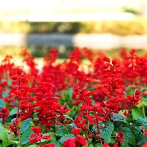 Red Salvia Live Plant, 2 Plants Per 4 Inch Pot, Fragrant Perennial Sage, Outdoor - Image 4