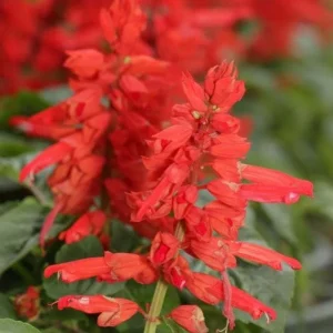 Red Salvia Live Plant, 2 Plants Per 4 Inch Pot, Fragrant Perennial Sage, Outdoor - Image 5