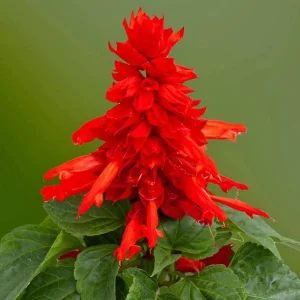 Red Salvia Live Plant, 2 Plants Per 4 Inch Pot, Fragrant Perennial Sage, Outdoor - Image 6