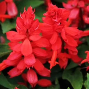 Red Salvia Live Plant, 2 Plants Per 4 Inch Pot, Fragrant Perennial Sage, Outdoor - Image 7