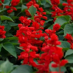 Red Salvia Live Plant, 2 Plants Per 4 Inch Pot, Fragrant Perennial Sage, Outdoor - Image 8