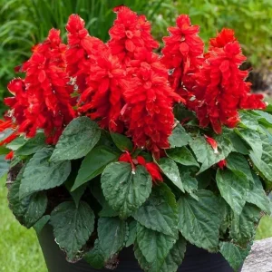 Red Salvia Live Plant, 2 Plants Per 4 Inch Pot, Fragrant Perennial Sage, Outdoor - Image 1