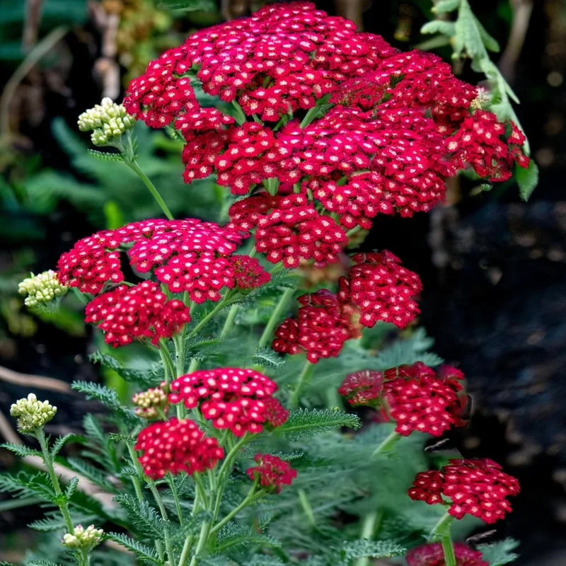 Red Yarrow Seeds - Achillea millefolium rubra - 500 Heirloom Seeds - Attracts Pollinators - Image 2