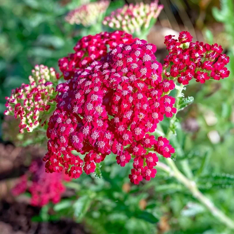Red Yarrow Seeds - Achillea millefolium rubra - 500 Heirloom Seeds - Attracts Pollinators - Image 3