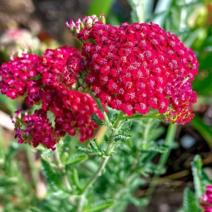 Red Yarrow Seeds - Achillea millefolium rubra - 500 Heirloom Seeds - Attracts Pollinators - Image 4