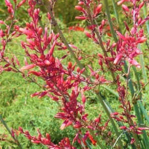 Red Yucca Live Plant - Hesperaloe parviflora Succulent, 4 Inch Tall in 4 Inch Pot, Outdoor - Image 2