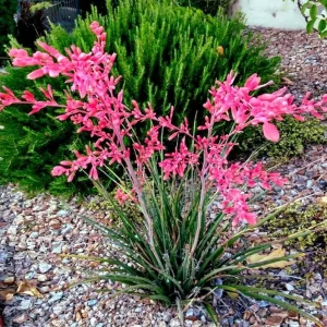 Red Yucca Live Plant - Hesperaloe parviflora Succulent, 4 Inch Tall in 4 Inch Pot, Outdoor - Image 3