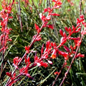 Red Yucca Live Plant - Hesperaloe parviflora Succulent, 4 Inch Tall in 4 Inch Pot, Outdoor - Image 4