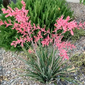 Red Yucca Live Plant - Hesperaloe parviflora Succulent, 4 Inch Tall in 4 Inch Pot, Outdoor - Image 5